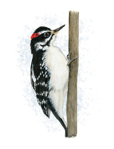 Downy Woodpecker (Blank inside) Cards by Jacinta INK
