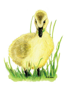 Gosling (Blank inside) Cards by Jacinta INK