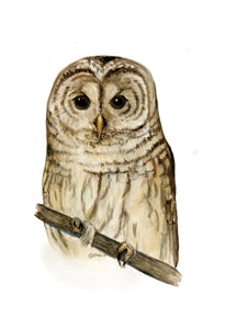 Barred Owl (Blank) Cards by Jacinta INK