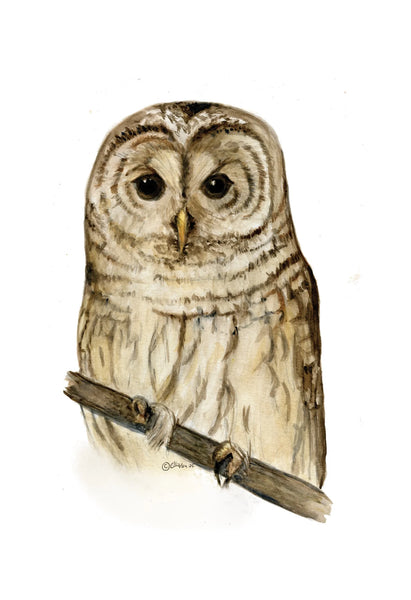 Cards by Jacinta INK
